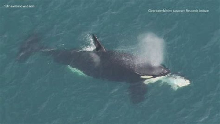 'Magical' moment orca spotted swimming along Mt Maunganui beach