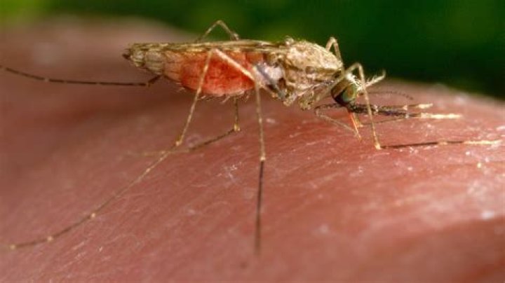 A Bill Gates-tied mosquito project is not responsible for recent US malaria cases