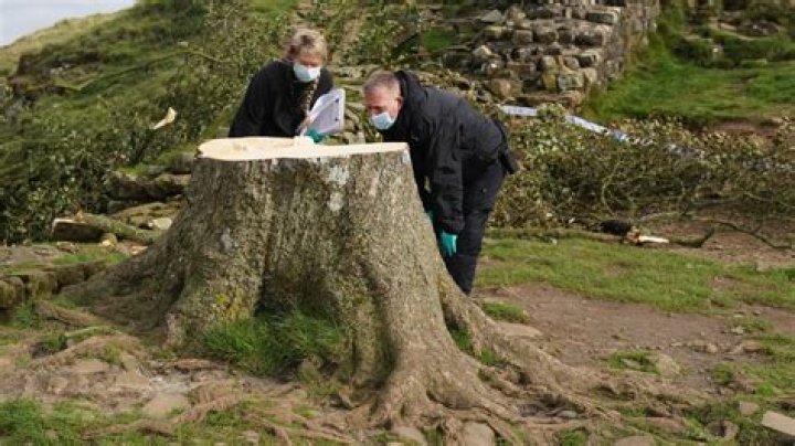 Crane removes famous tree by Hadrian's Wall in England that was cut down in act of vandalism