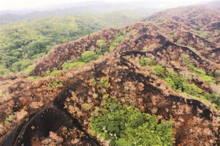 Drought increases risk of wildfires in Hawaii rainforests | News, Sports, Jobs