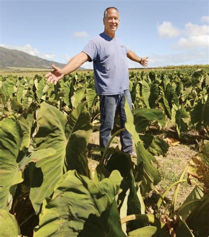 Green acres: Growing taro in hard places is just the challenge for farmers like Bobby Pahia | News, Sports, Jobs