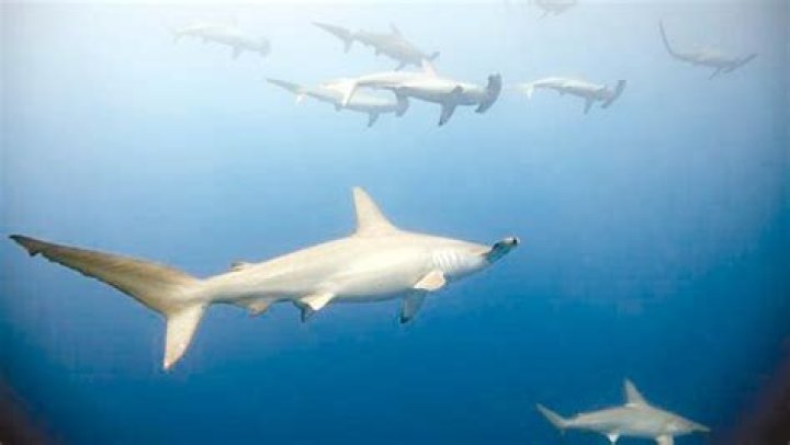 Hammerhead sharks hold breath on deep-water hunts, study finds | News, Sports, Jobs