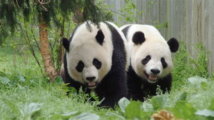 National Zoo’s giant pandas began their long trip to China