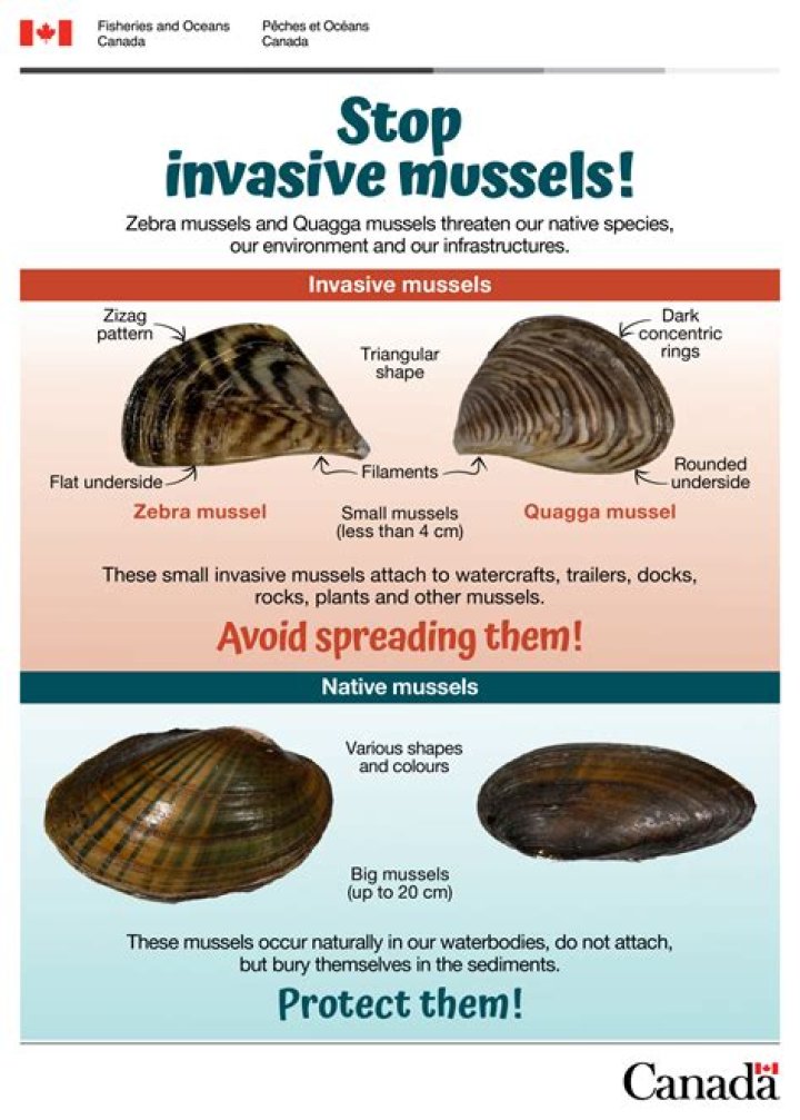 NDOW Warns Aquarium Products Sold Online and at Nevada Pet Stores Contaminated With Invasive Zebra Mussels |