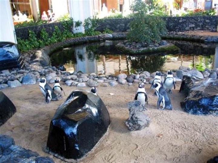 Resort Life: Penguins in paradise | News, Sports, Jobs