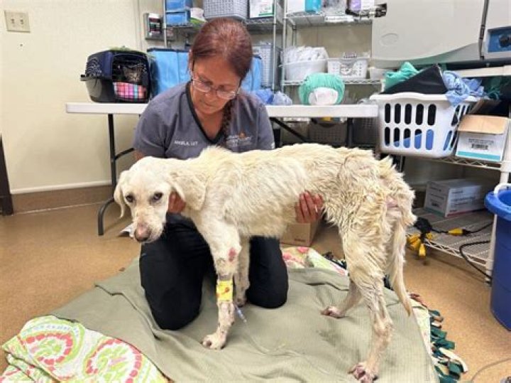SPCA 'actively investigating' case of severely emaciated, malnourished Dunedin dog
