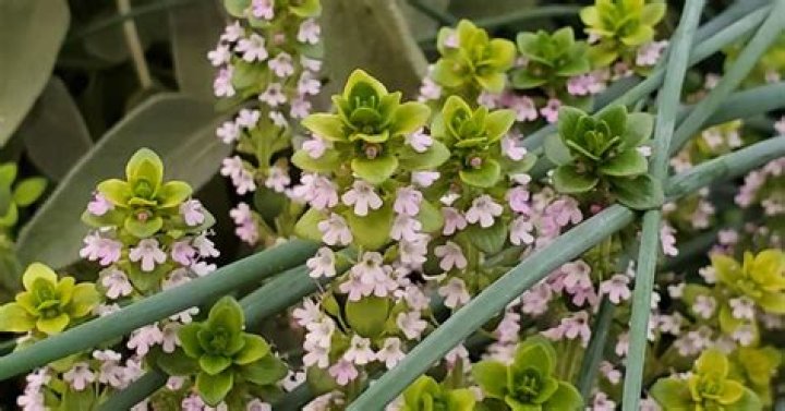 University of Nevada, Reno Extension Offering Free Online Classes Teaching Gardening Basics | News