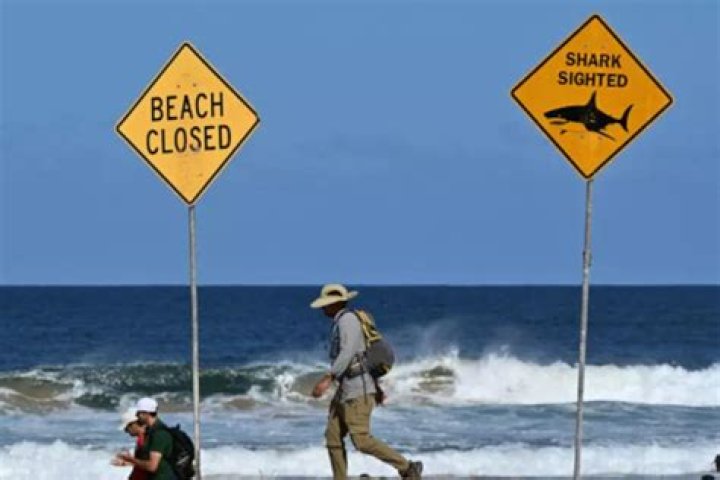 Warning signs up after shark bites Haiku surfer’s board | News, Sports, Jobs