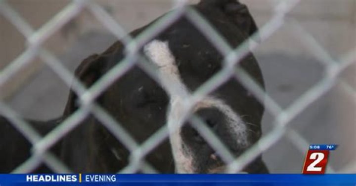 Washoe County Animal Services Looking for Help with Overcapacity | News