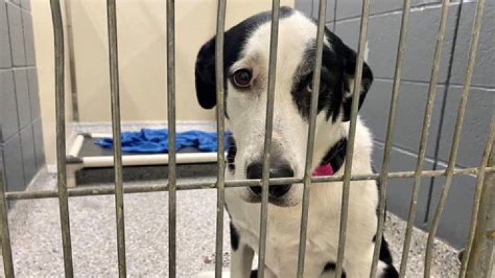 Washoe County Animal Shelter Facing Capacity Crisis Again | Video